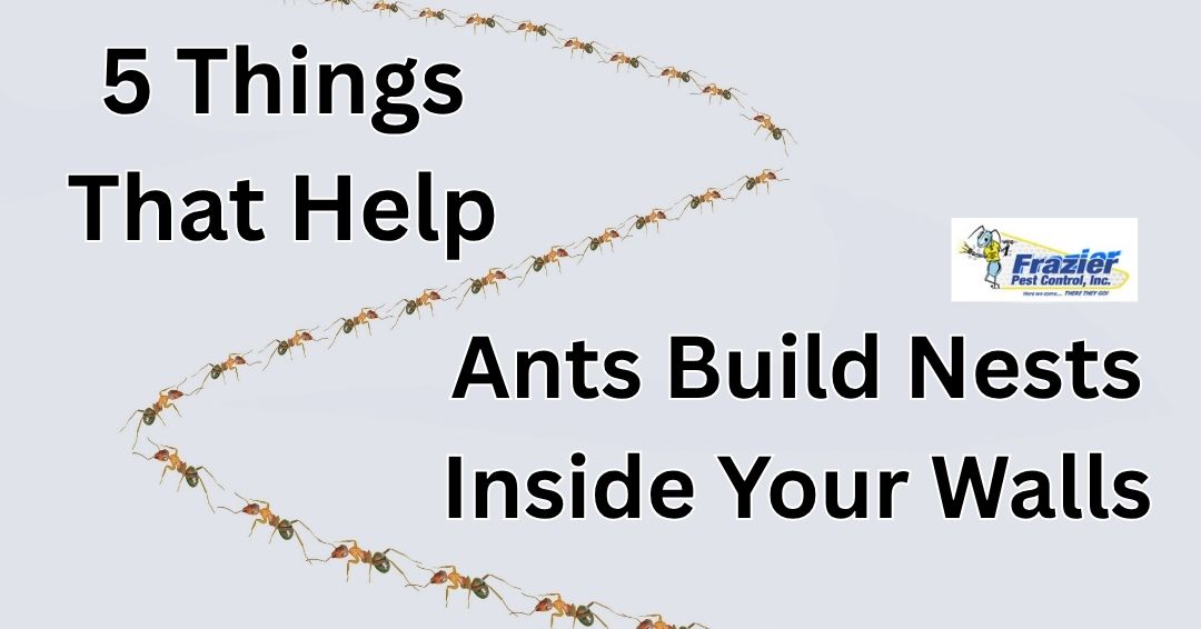 5 Things That Help Ants Build Nests Inside Your Coachella Home’s Walls
