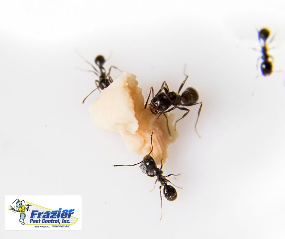 5 Things That Help Ants Build Nests Inside Your Coachella Home’s Walls ...