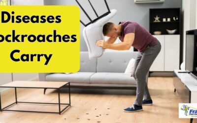 Diseases Cockroaches Carry and How to Stay Safe