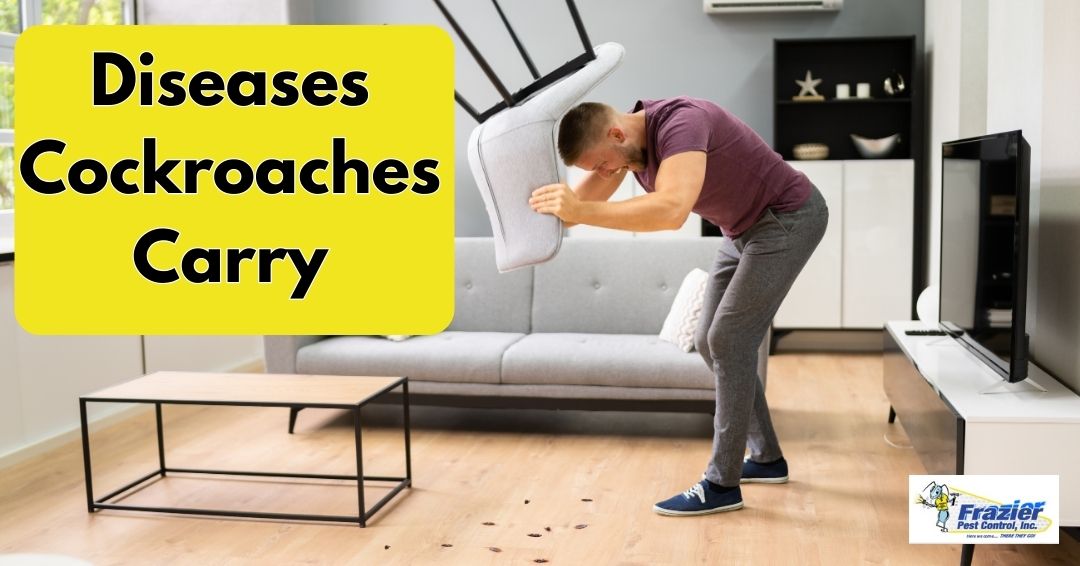 Diseases Cockroaches Carry and How to Stay Safe