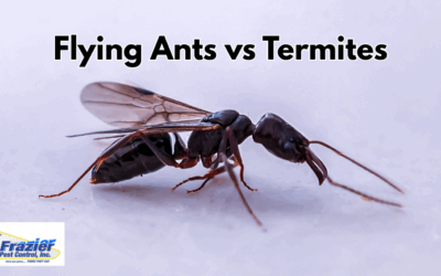 Flying Ants vs Termites: How to Tell the Difference
