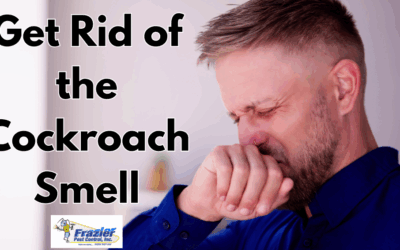 The Smell of Cockroaches: What It Means and How to Get Rid of It