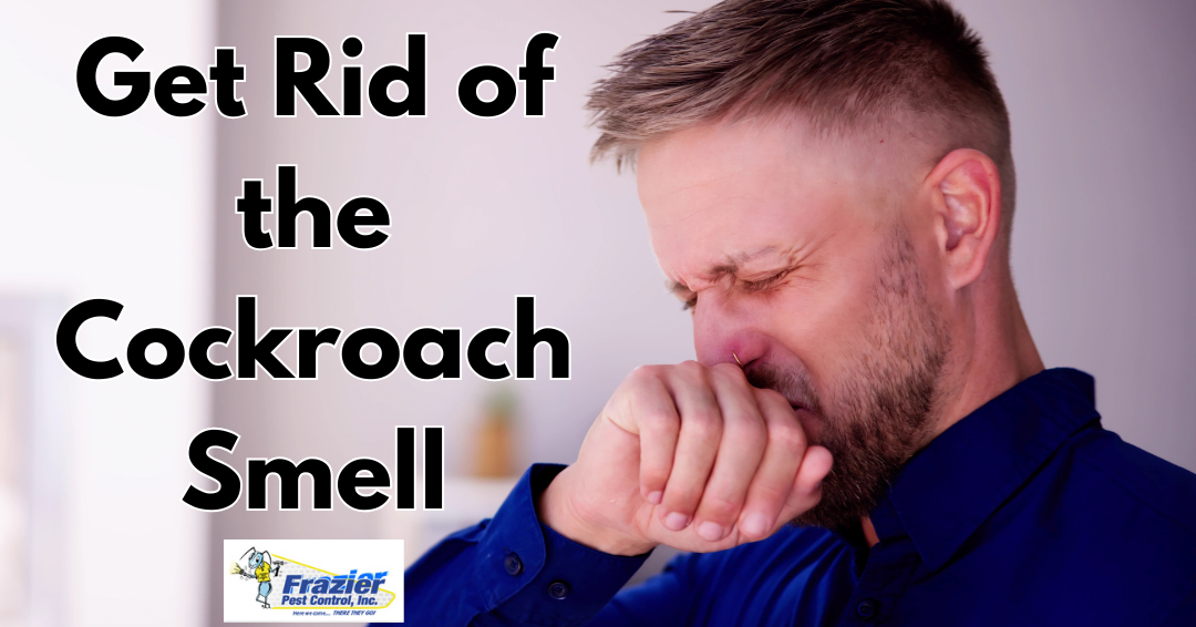 The Smell of Cockroaches: What It Means and How to Get Rid of It