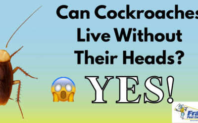 Can Cockroaches Really Live Without Their Heads?