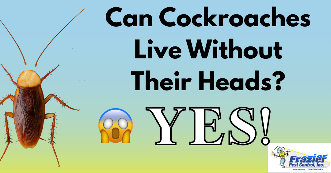 Can Cockroaches Really Live Without Their Heads?