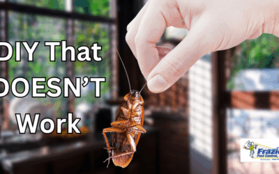 5 DIY Ant and Cockroach Remedies That Don’t Actually Work