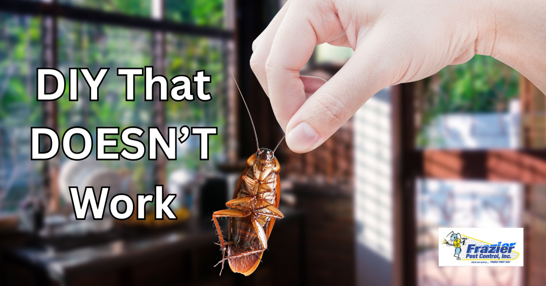 5 DIY Ant and Cockroach Remedies That Don’t Actually Work