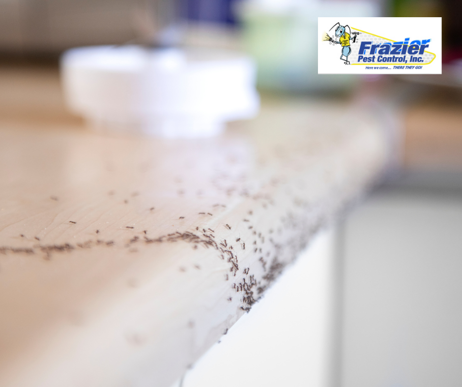 Ants vs Cockroaches: Which Pest Is Worse in the Coachella Valley ...