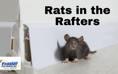 Rats in the Rafters: Why Rodents Invade Desert Homes in the Fall