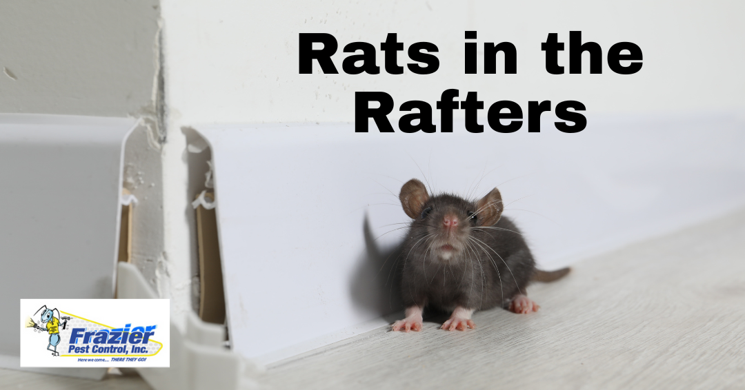 Rats in the Rafters: Why Rodents Invade Desert Homes in the Fall