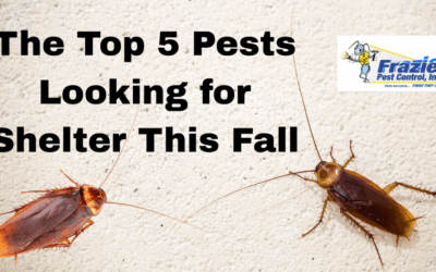 Fall Invaders: The Top 5 Pests Looking for Shelter in Your Home Right Now