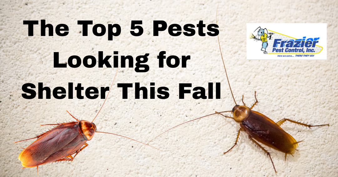 Fall Invaders: The Top 5 Pests Looking for Shelter in Your Home Right Now