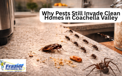 Why Pests Still Invade Clean Homes in Coachella Valley