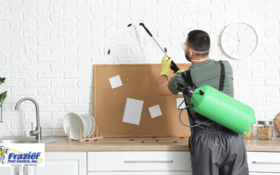 Why Seeing One Cockroach Is Almost Never Just One