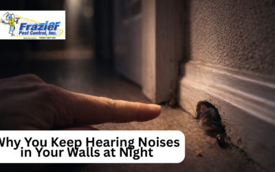 Why You Keep Hearing Noises in Your Walls at Night