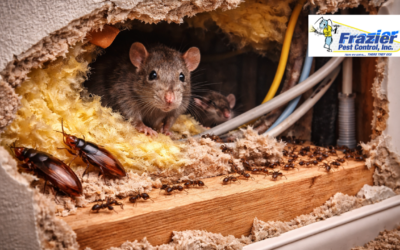 What Pests Are Really Doing Inside Your Walls (And Why It Matters)