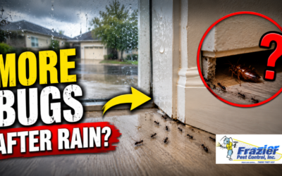 Why You Suddenly See More Bugs After It Rains