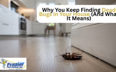 Why You Keep Finding Dead Bugs in Your House (And What It Means)