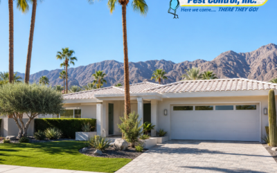 How to Stop Roof Rats From Using Your Palm Springs Palm Trees as a Highway