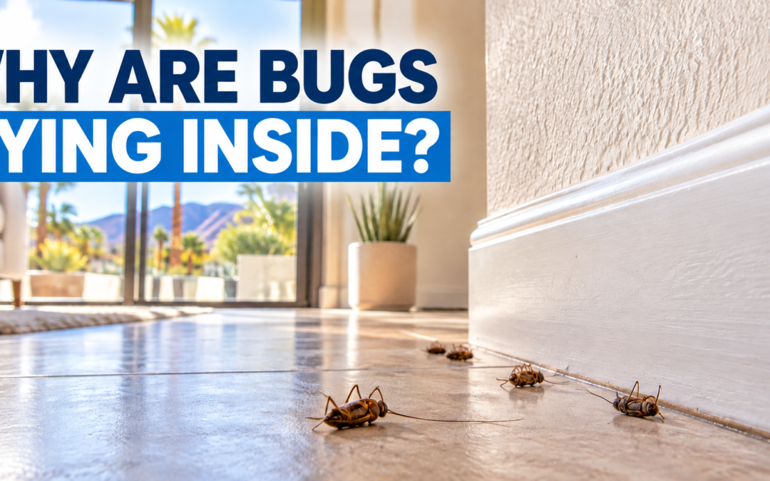 Why You Keep Finding Dead Bugs in Your Palm Springs Home